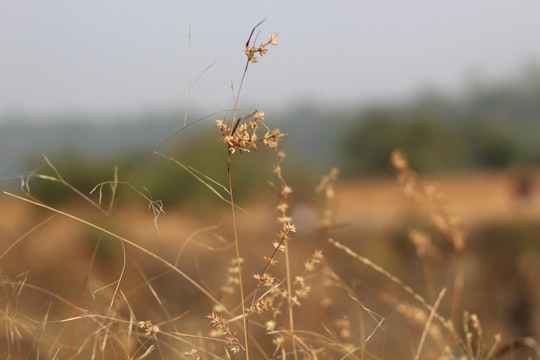 brown flower in tilt shift lens in Pune India