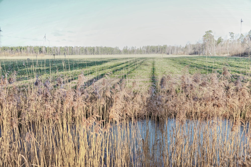 green grass field near body of water during daytime