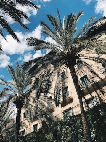 palm tree near brown building