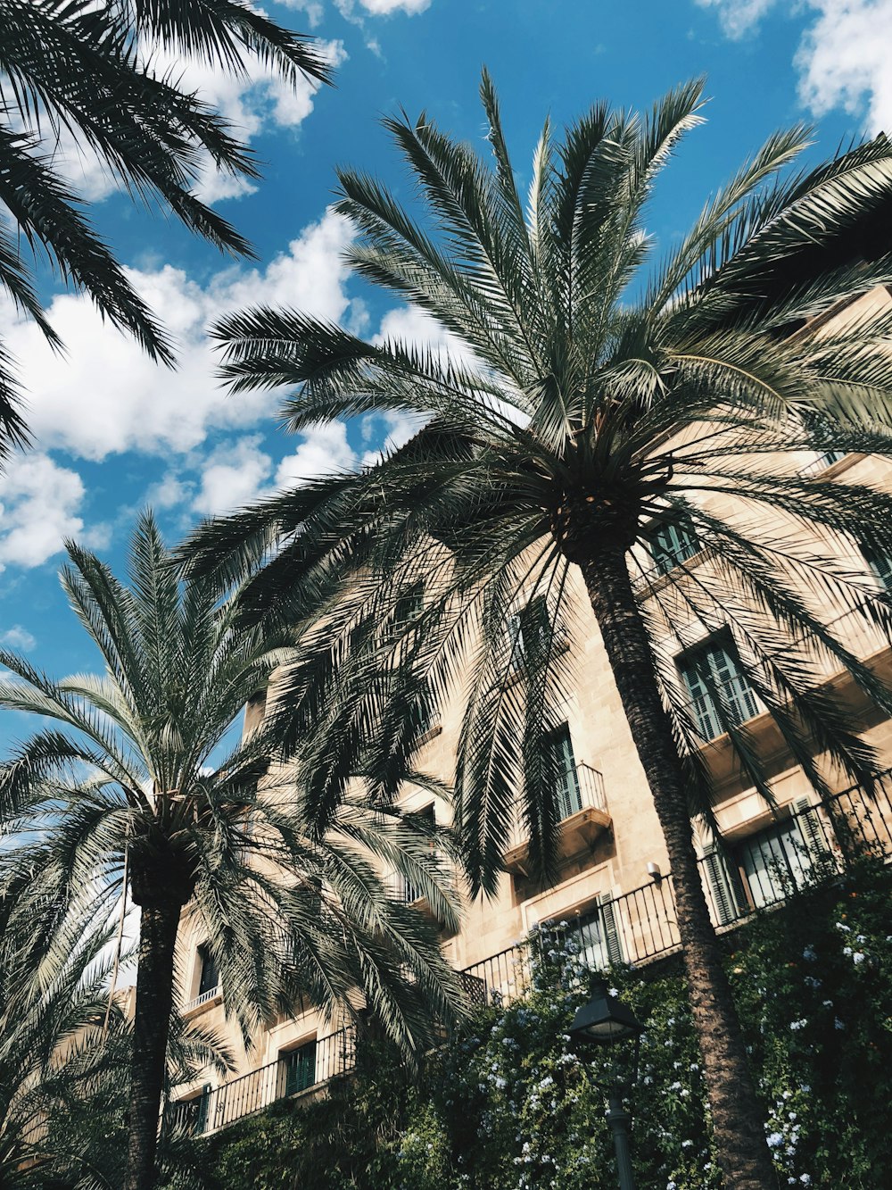 Palmera cerca del edificio Brown