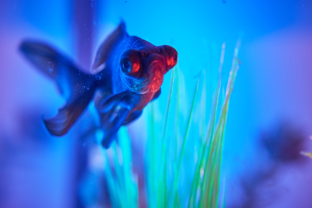 blue and red fish underwater