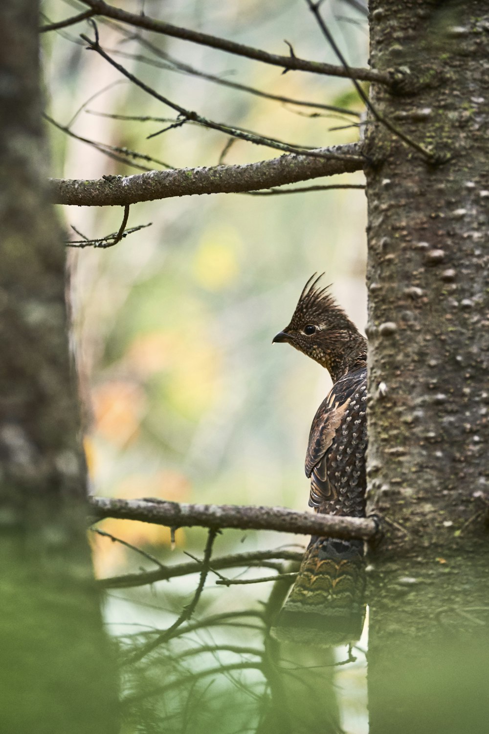 brown bird on tree branch