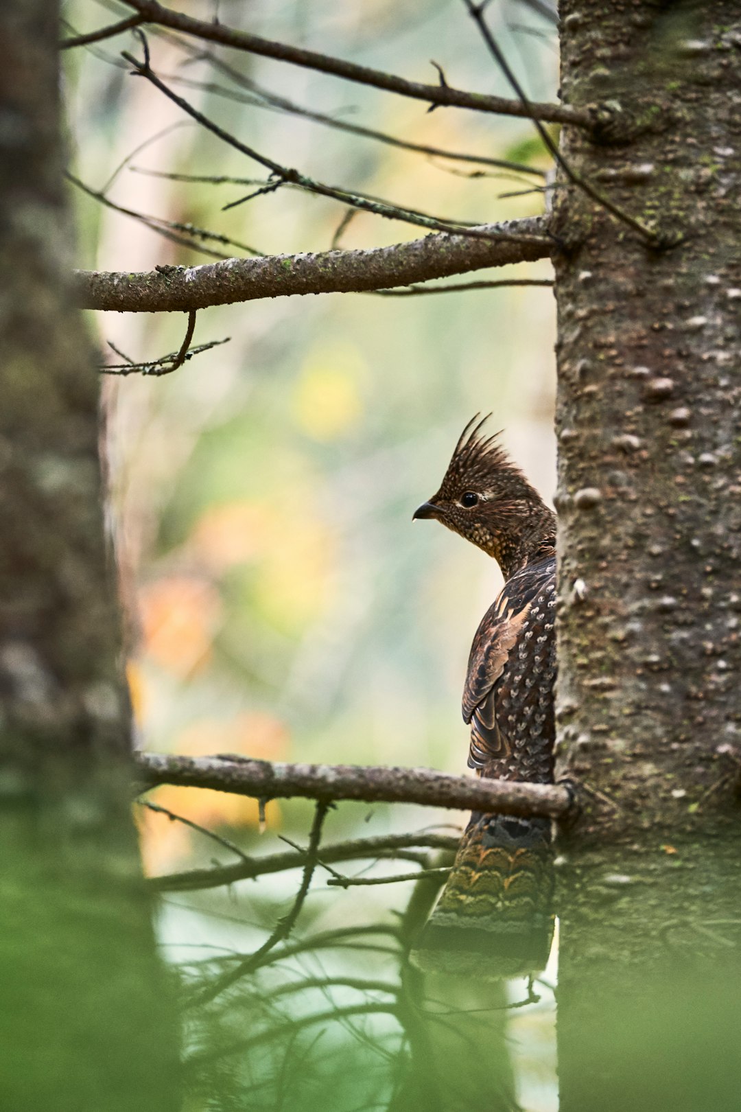 travelers stories about Wildlife in Chibougamau, Canada