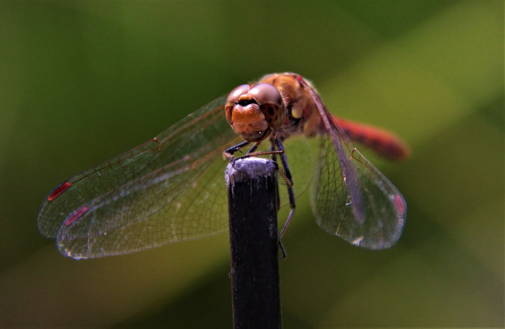 brown and black dragonfly perched on brown stick in close up photography during daytime