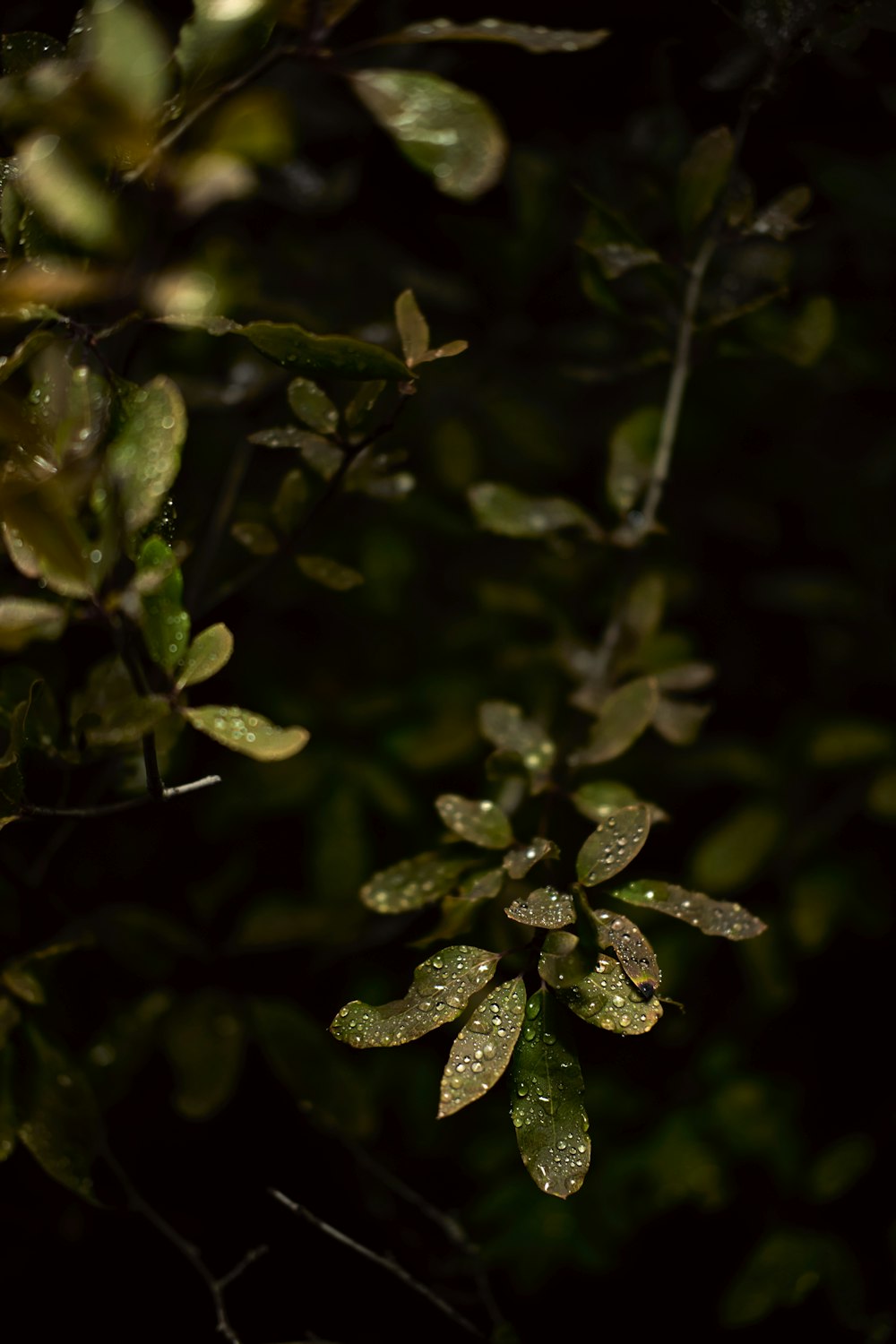 green leaves with water droplets