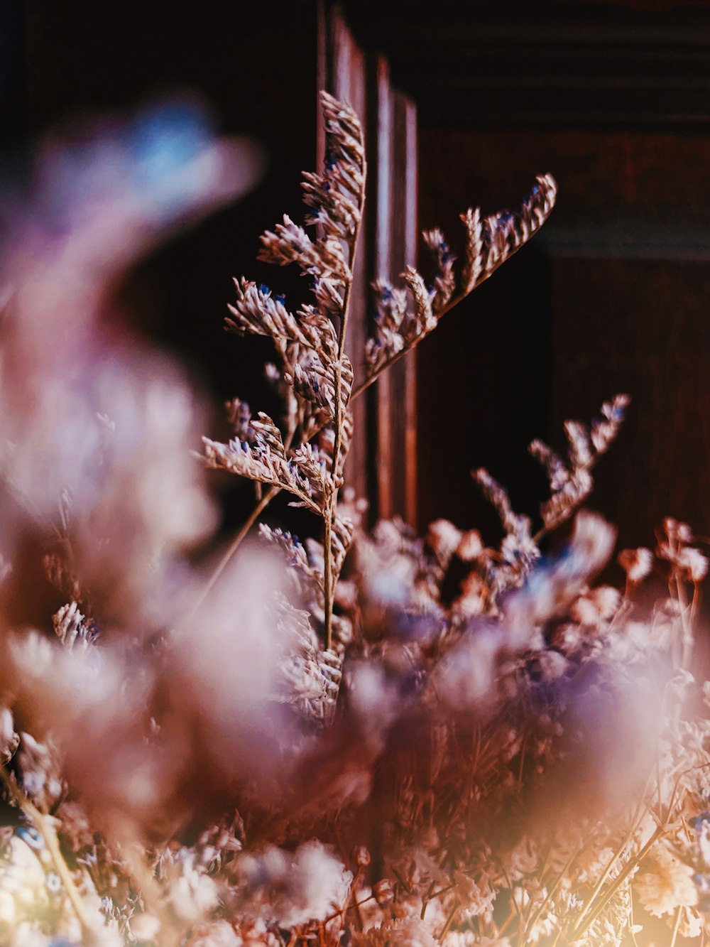 white flowers in tilt shift lens