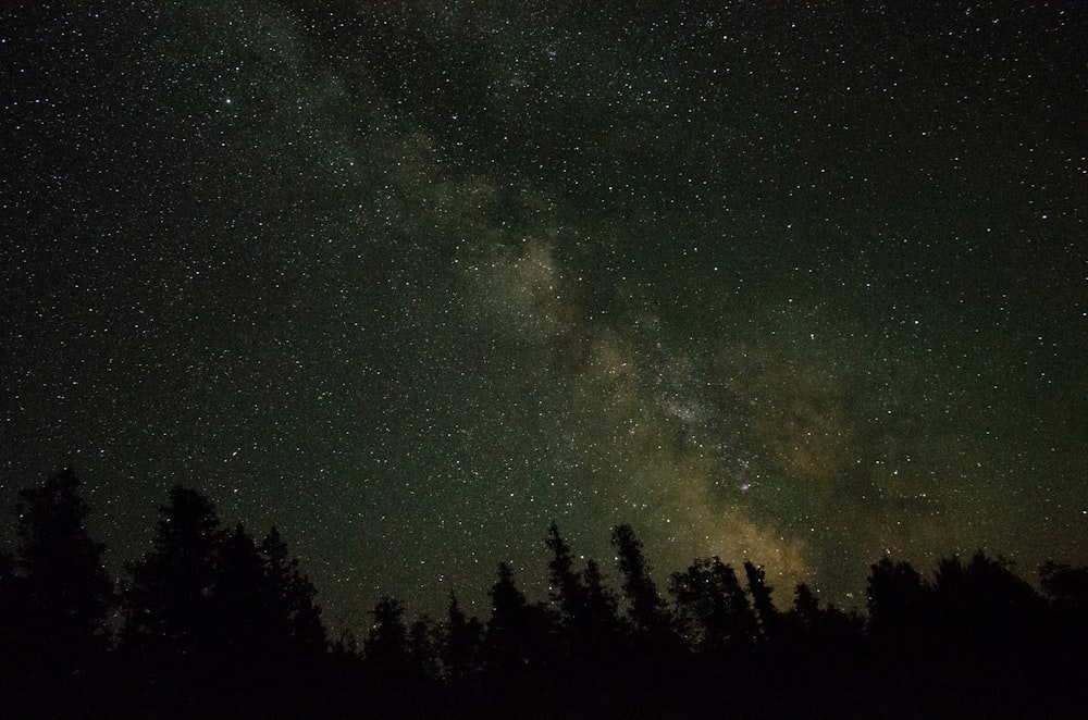 silhouette di alberi sotto la notte stellata