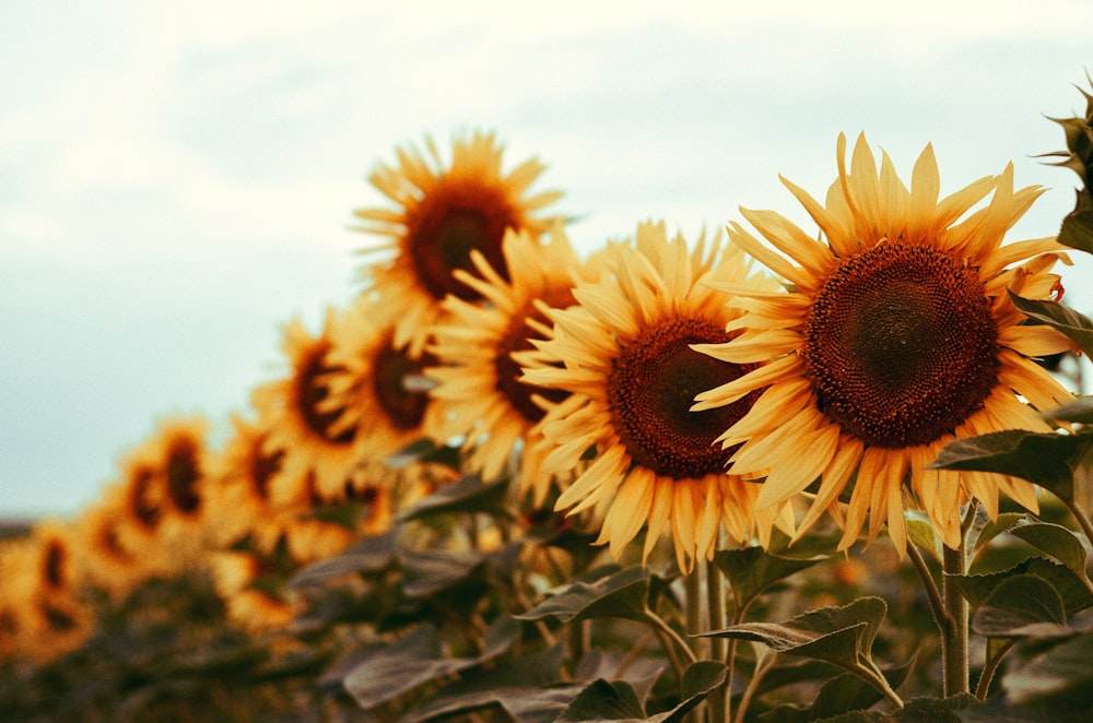 sunflower field under white sky during daytime