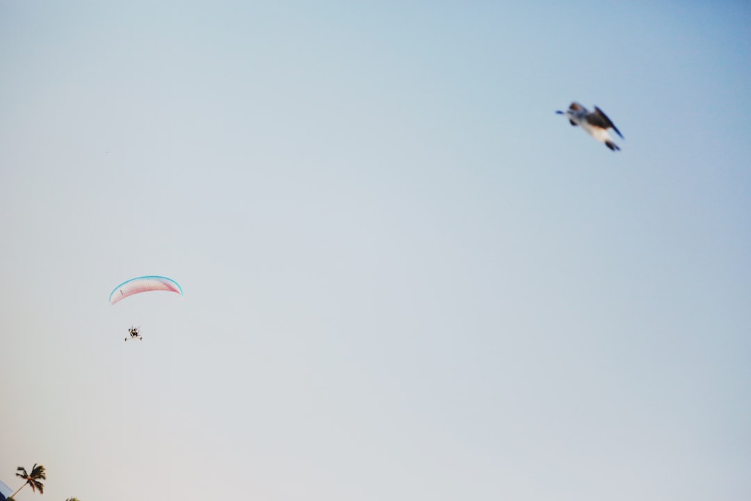 white and black bird flying under white sky during daytime