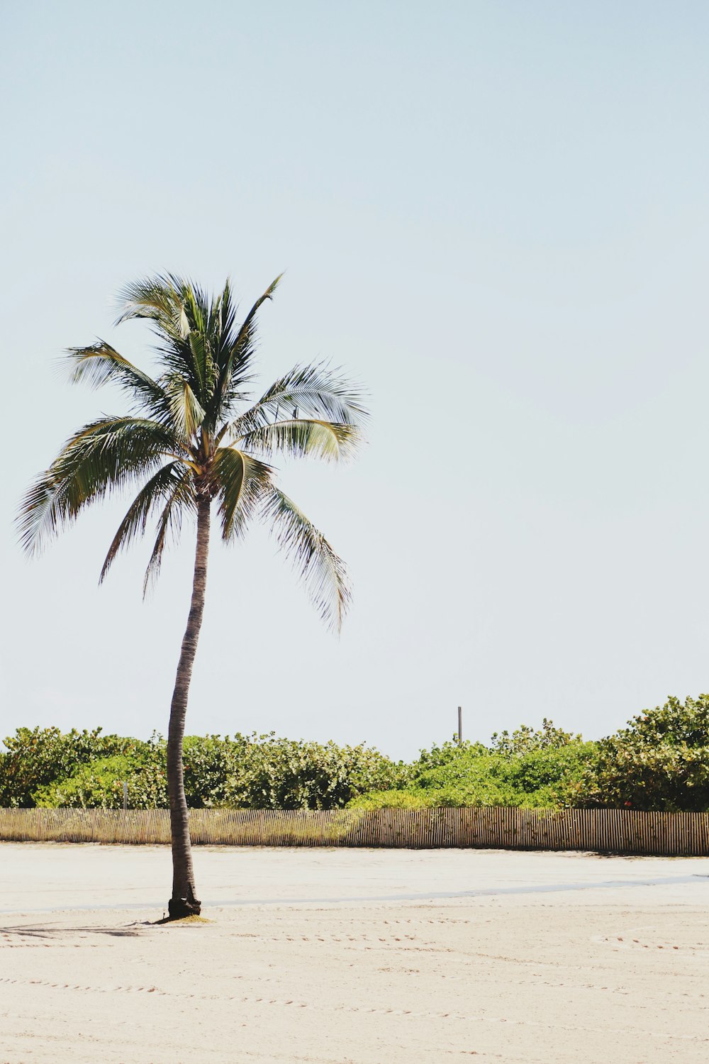 green palm tree near green grass field during daytime