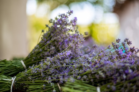 Bunches of lavender flowers are tied together, with their delicate purple blossoms standing out against a soft-focus background. The scene is bathed in natural light, highlighting the rich textures and colors of the lavender.