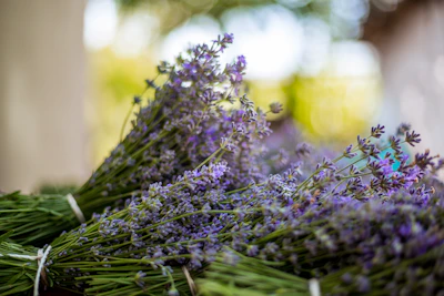 A close-up of a fresh lavender bouquet wrapped in soft purple paper with delicate shadows highlighting the pastel tones.
