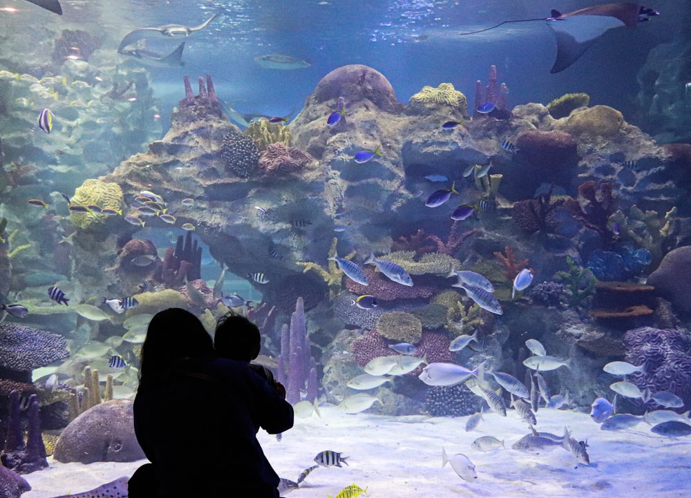 people standing in front of fish tank