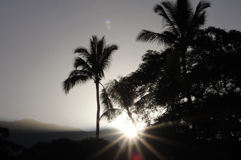 sun setting over the palm tree