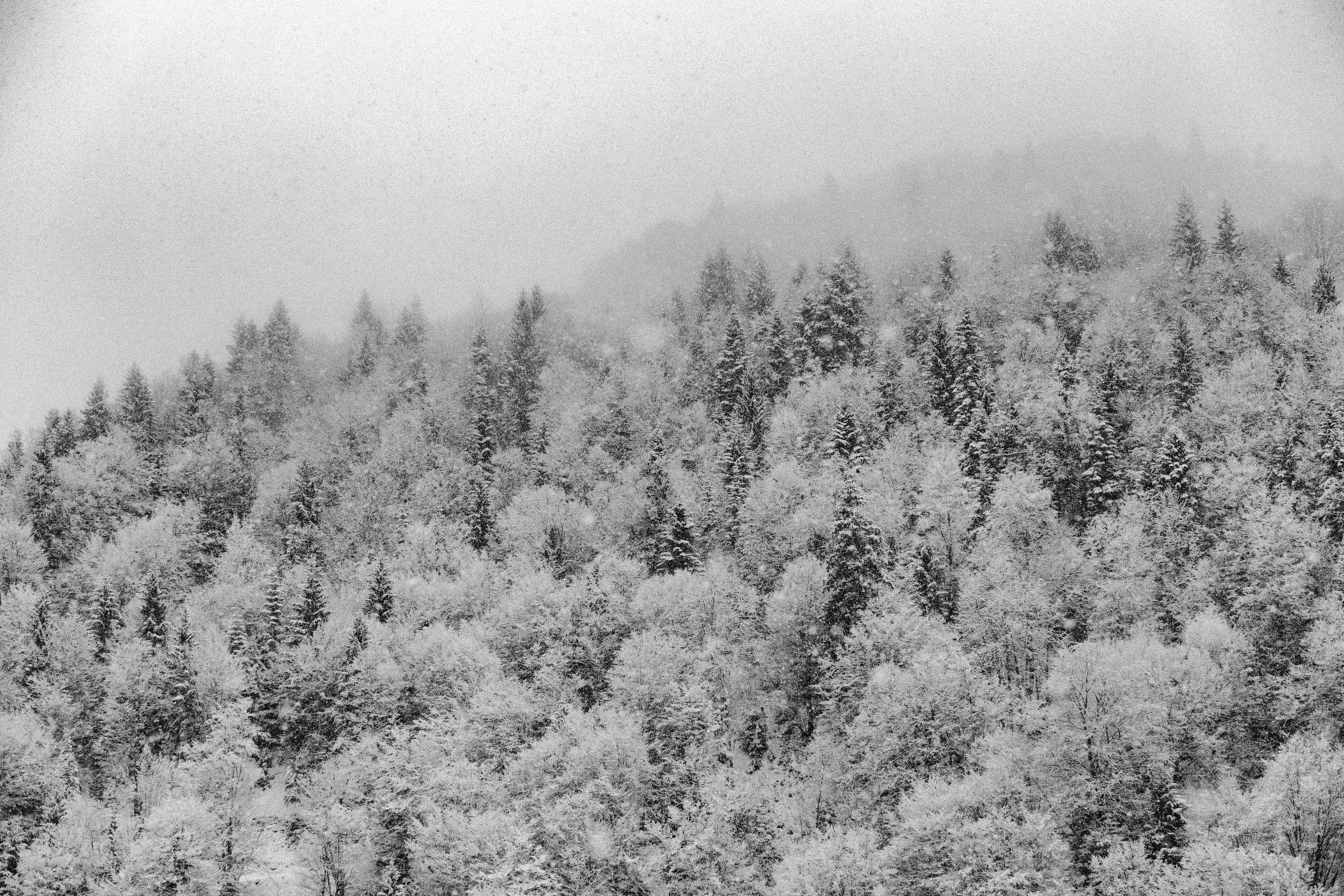 Photo by giorgiiremadze