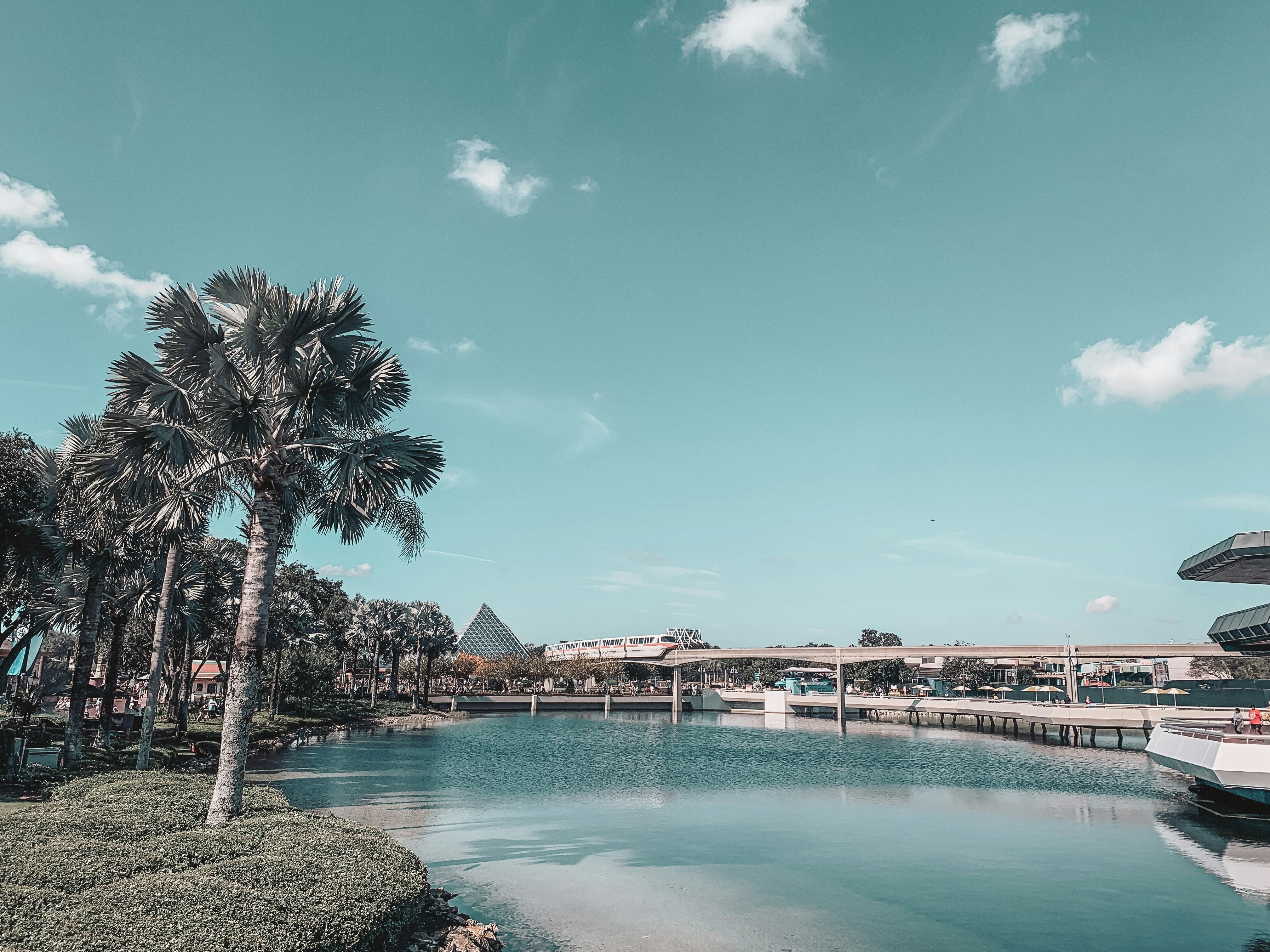 palm tree near body of water during daytime