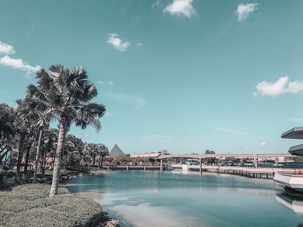 palm tree near body of water during daytime