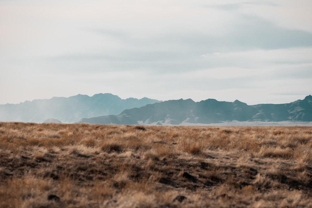 a field with a mountain range in the background