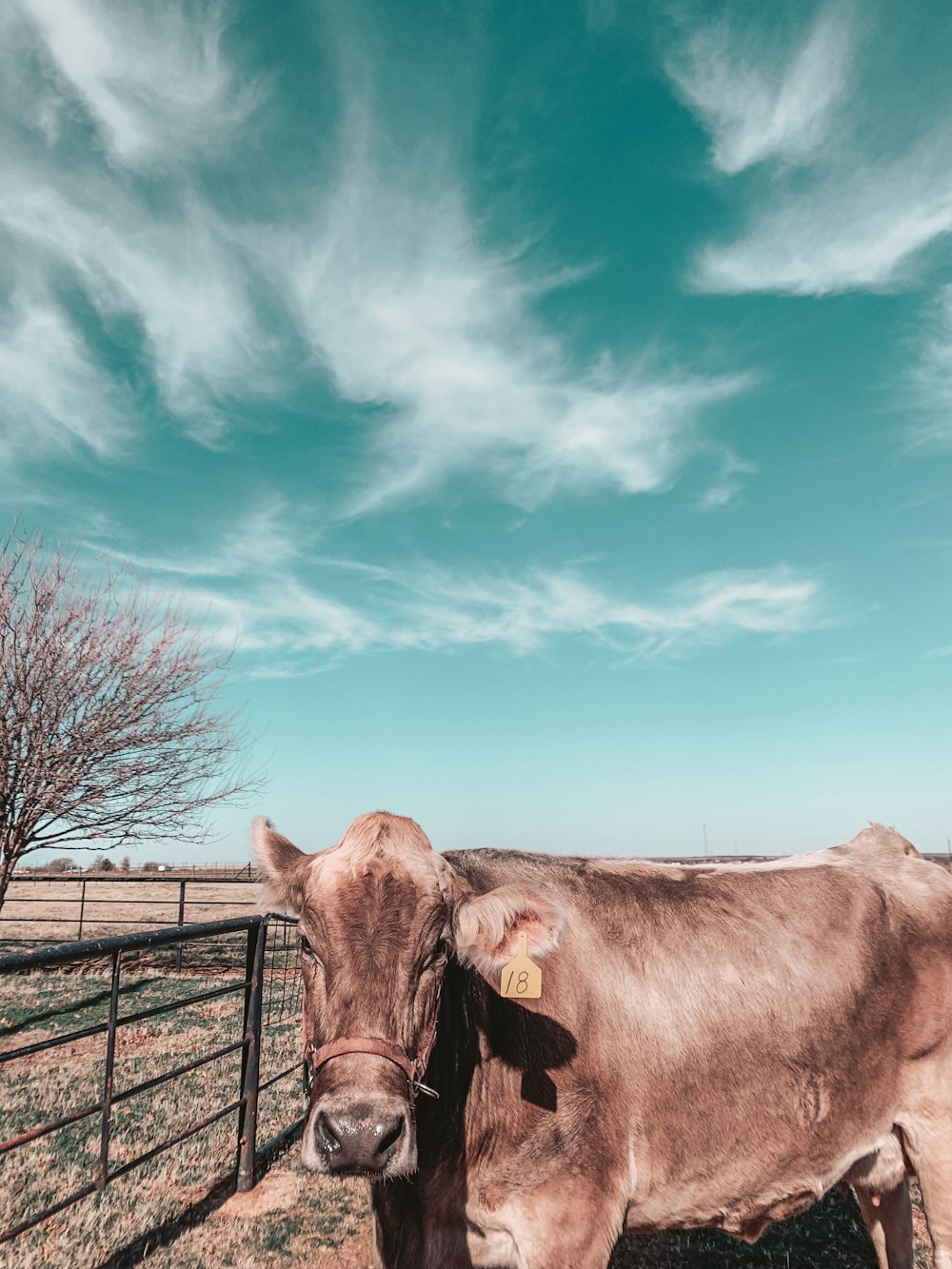 brown cow on green grass field under blue sky during daytime