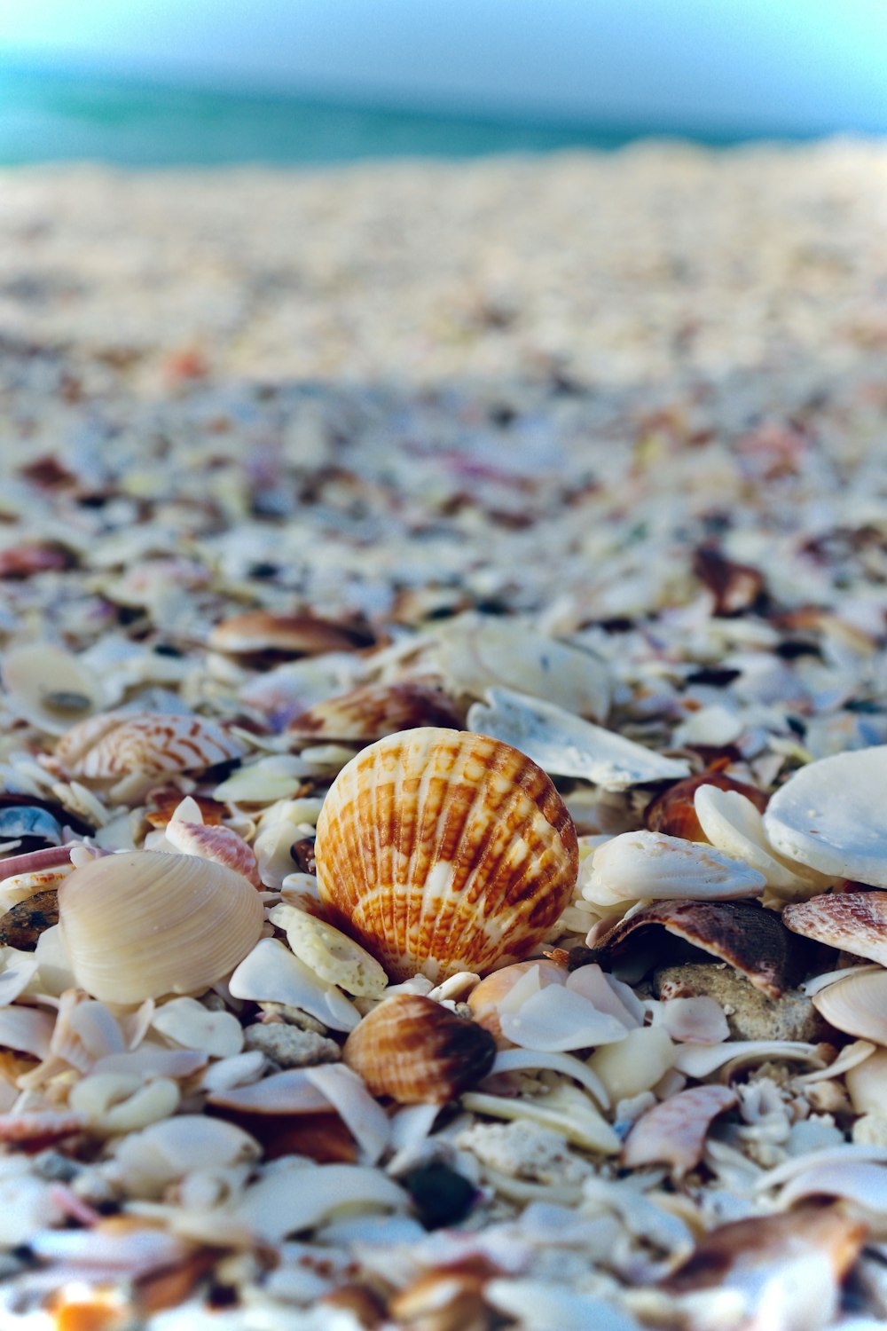 white and brown seashells on the ground