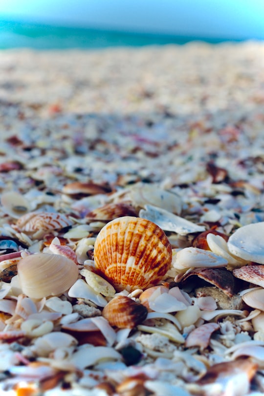 white and brown seashells on the ground in Ajman - United Arab Emirates United Arab Emirates