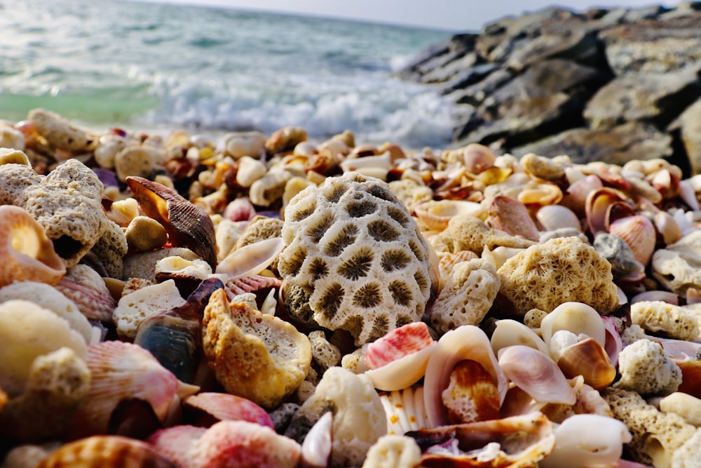 white and brown seashells on seashore during daytime
