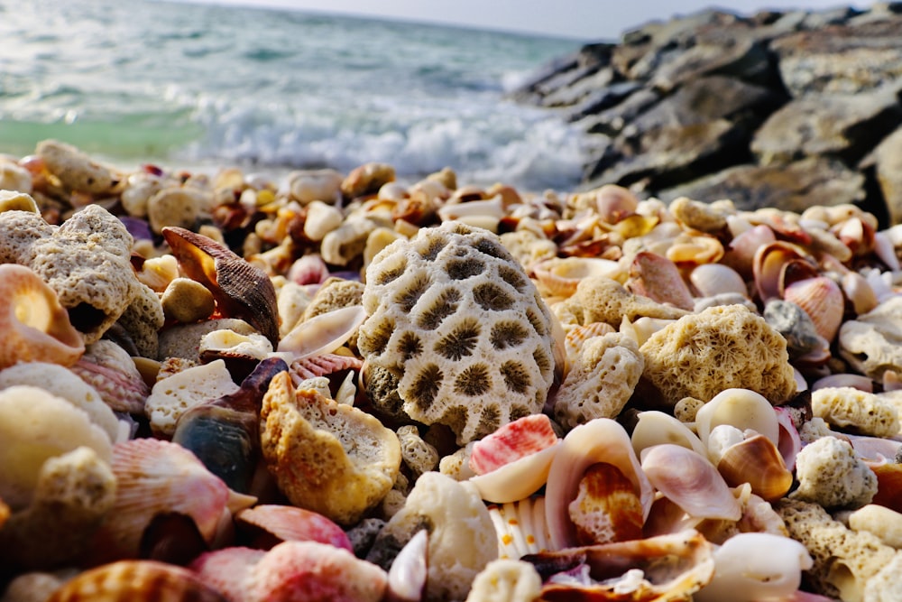 coquillages blancs et bruns sur le bord de la mer pendant la journée