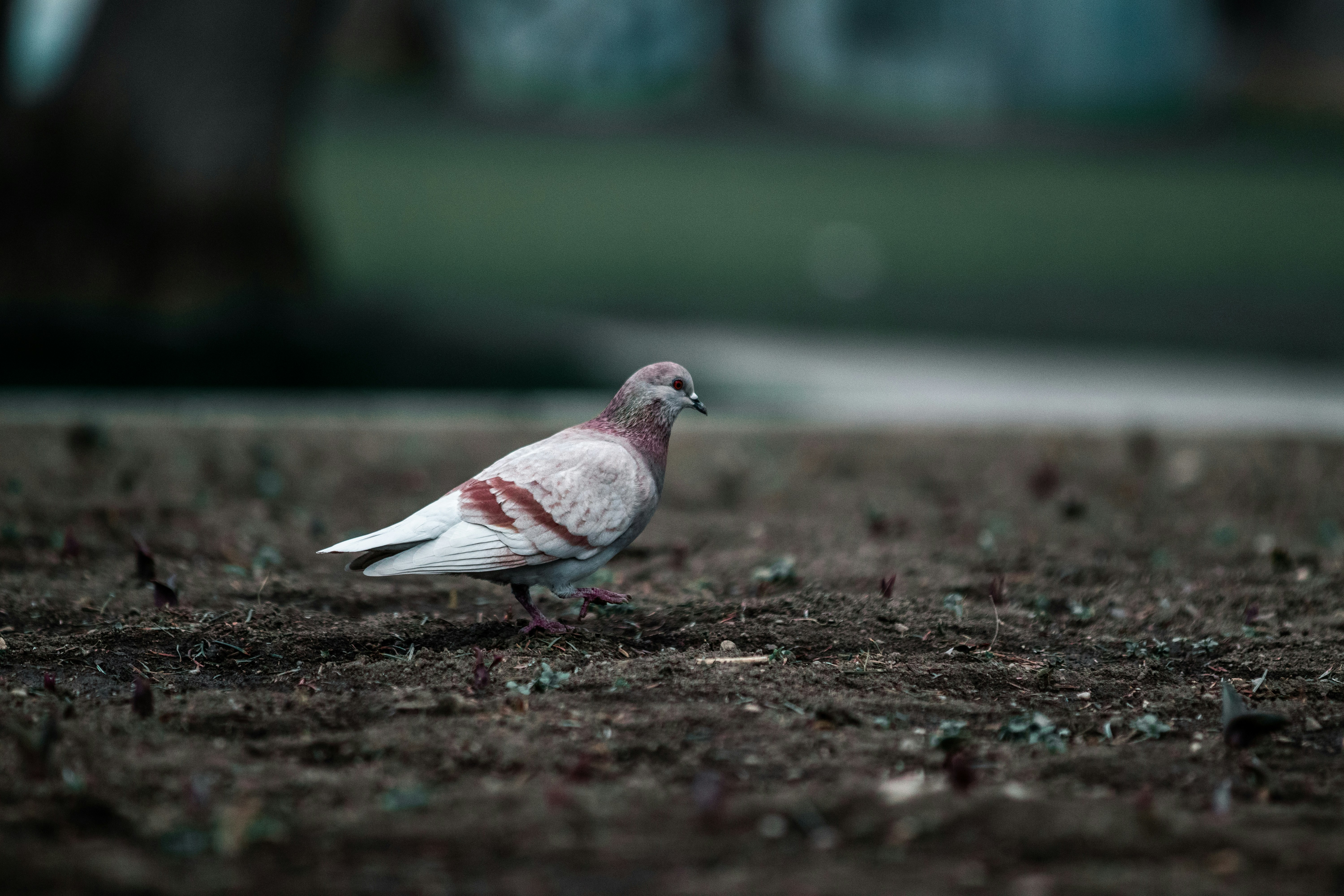 white and red bird on ground