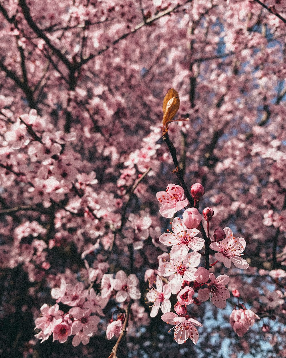 pink and white cherry blossom tree