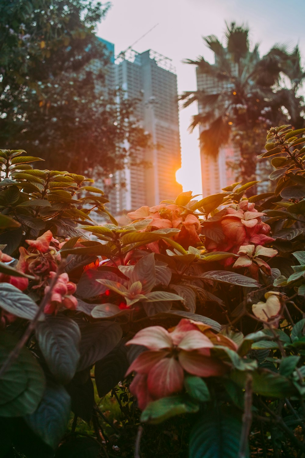 red and green leaves during daytime