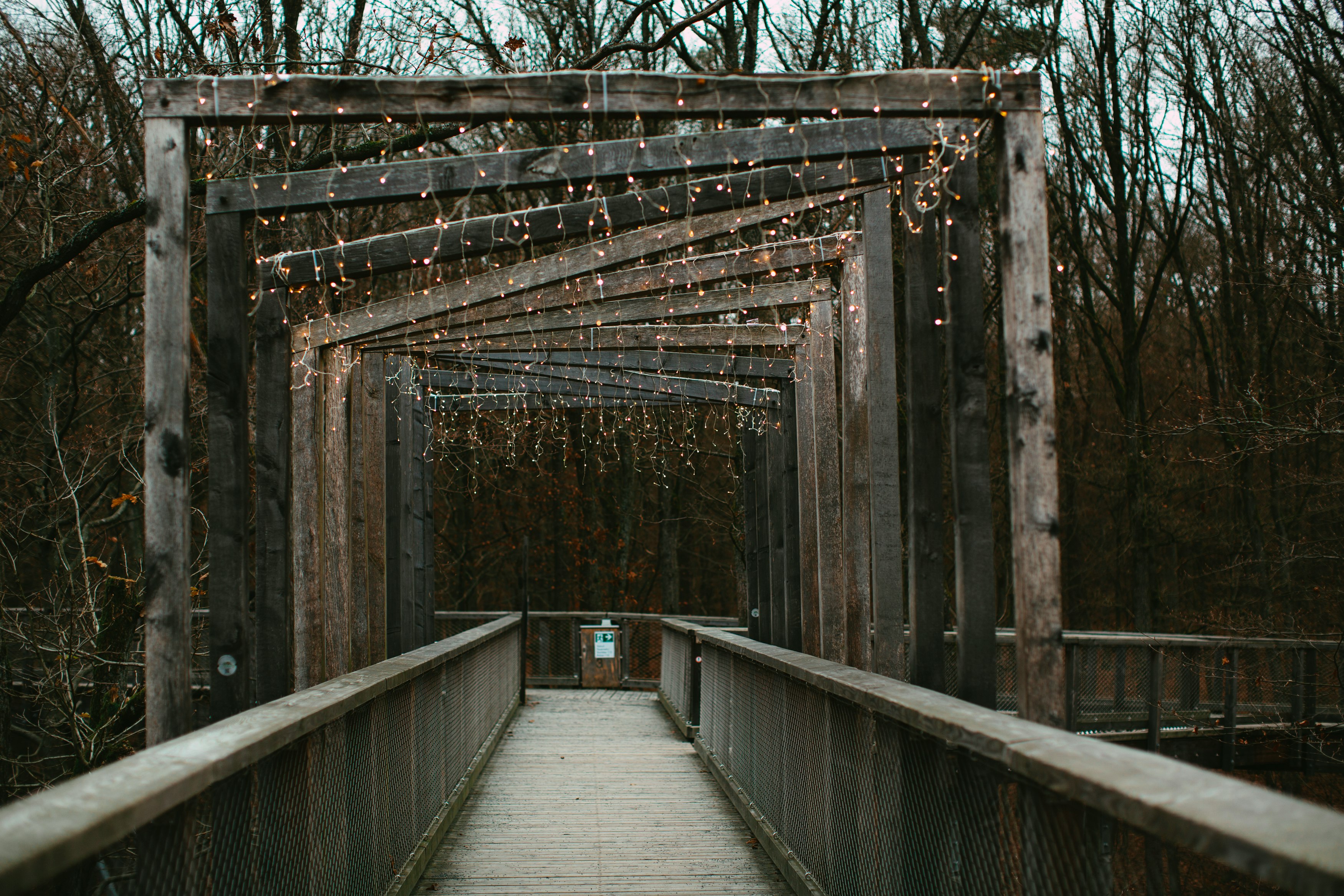 brown wooden bridge in between bare trees during daytime