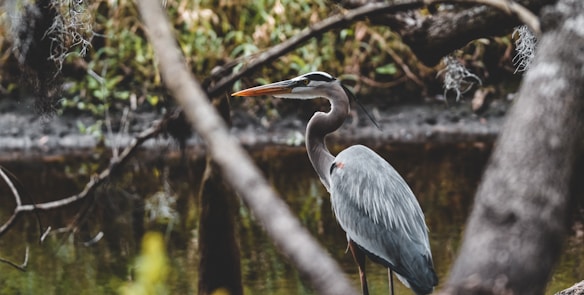 A large heron stands gracefully by a calm water body, framed by tree branches. Its feathers are predominantly gray with subtle hints of blue, and the bird appears to be intently focused, possibly observing its surroundings. The background is a mix of blurred foliage and water, providing a naturalistic setting.