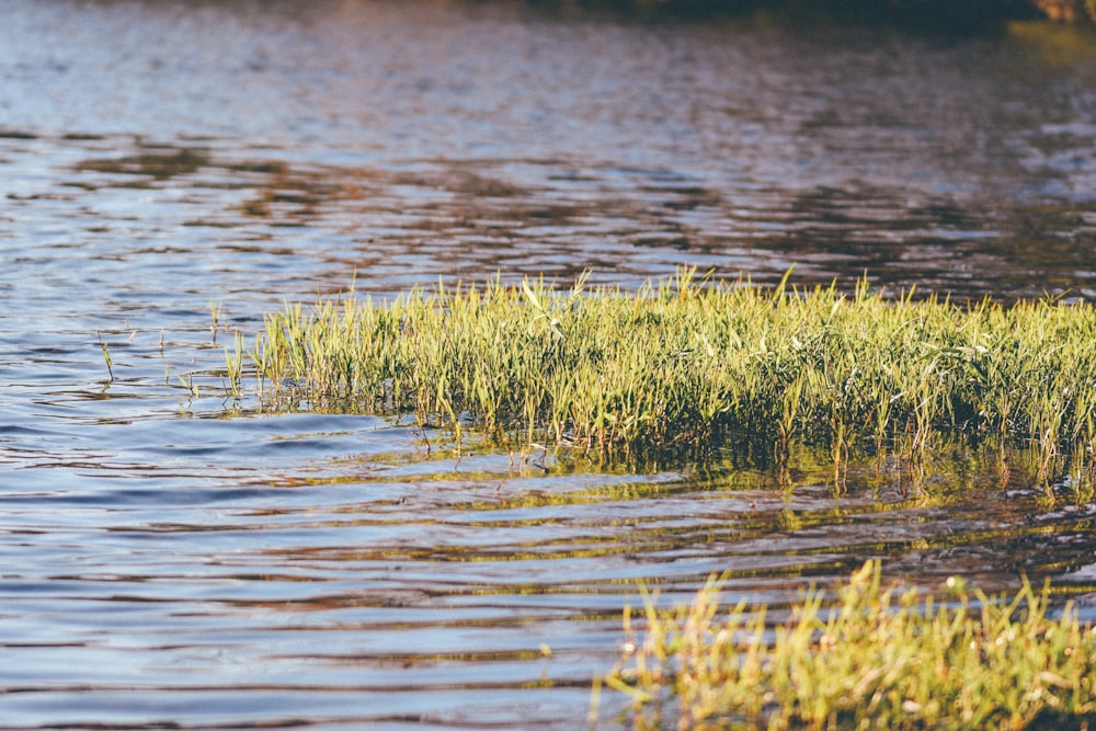 erba verde sull'acqua durante il giorno