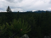 A vast and dense forest stretches across the foreground, dominated by tall, lush green pine trees. In the distance, snow-capped mountains rise against a cloudy sky, adding a stark contrast between the lush greenery and the white snow. The atmosphere feels serene and untouched, giving a sense of wilderness and natural beauty.