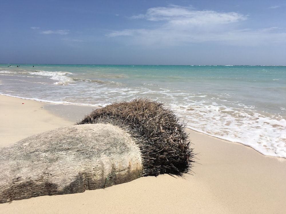 brown sand beach during daytime