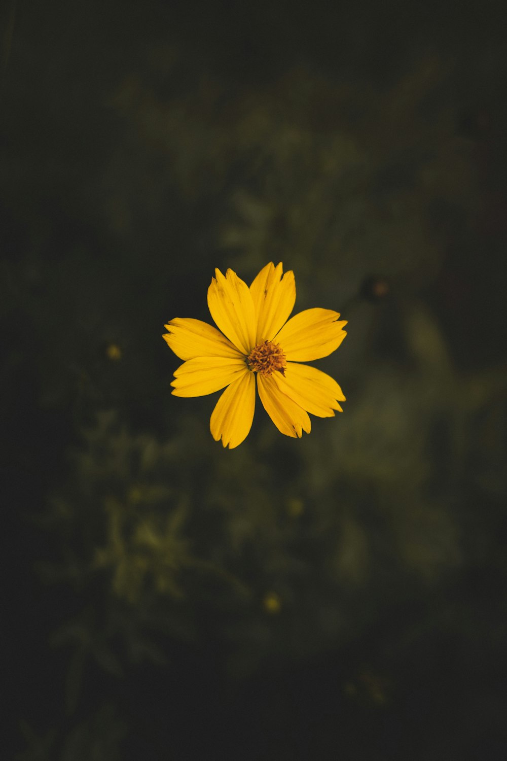 yellow flower in tilt shift lens