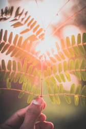 Close-up of a hand gently holding a green ginkgo leaf with sunlight filtering through.