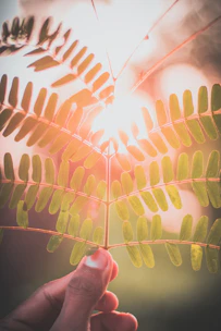 Close-up of a hand gently holding a green ginkgo leaf with sunlight filtering through.
