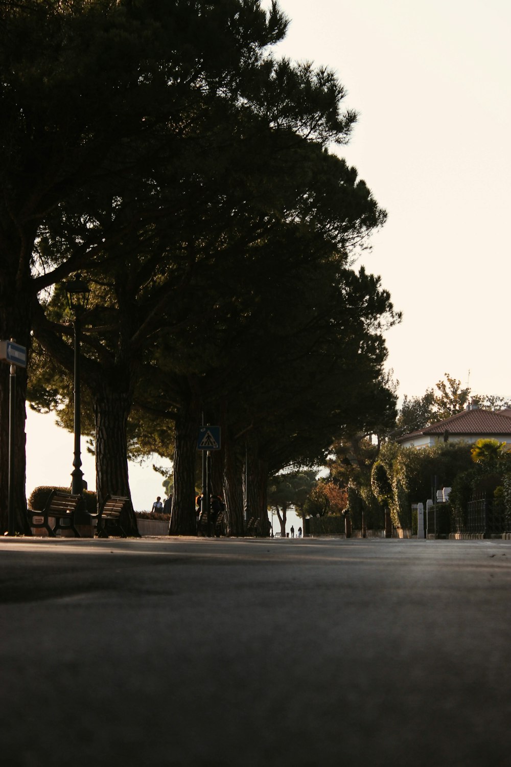 green trees on sidewalk during daytime