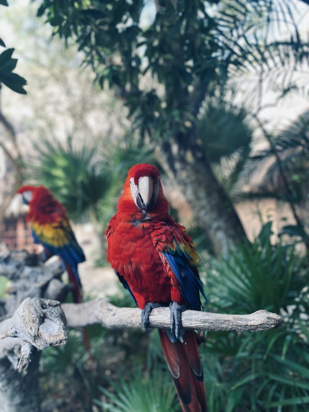 red and blue macaw perched on tree branch during daytime