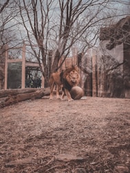 A lion stands majestically on a grassy terrain within an enclosed zoo environment. The scene is framed by leafless trees and visible barriers made of glass and wood. A large ball is situated near the lion, perhaps for enrichment purposes. The background includes the enclosure structures and a group of onlookers visible through the glass.