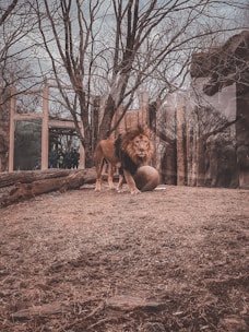 A lion stands majestically on a grassy terrain within an enclosed zoo environment. The scene is framed by leafless trees and visible barriers made of glass and wood. A large ball is situated near the lion, perhaps for enrichment purposes. The background includes the enclosure structures and a group of onlookers visible through the glass.