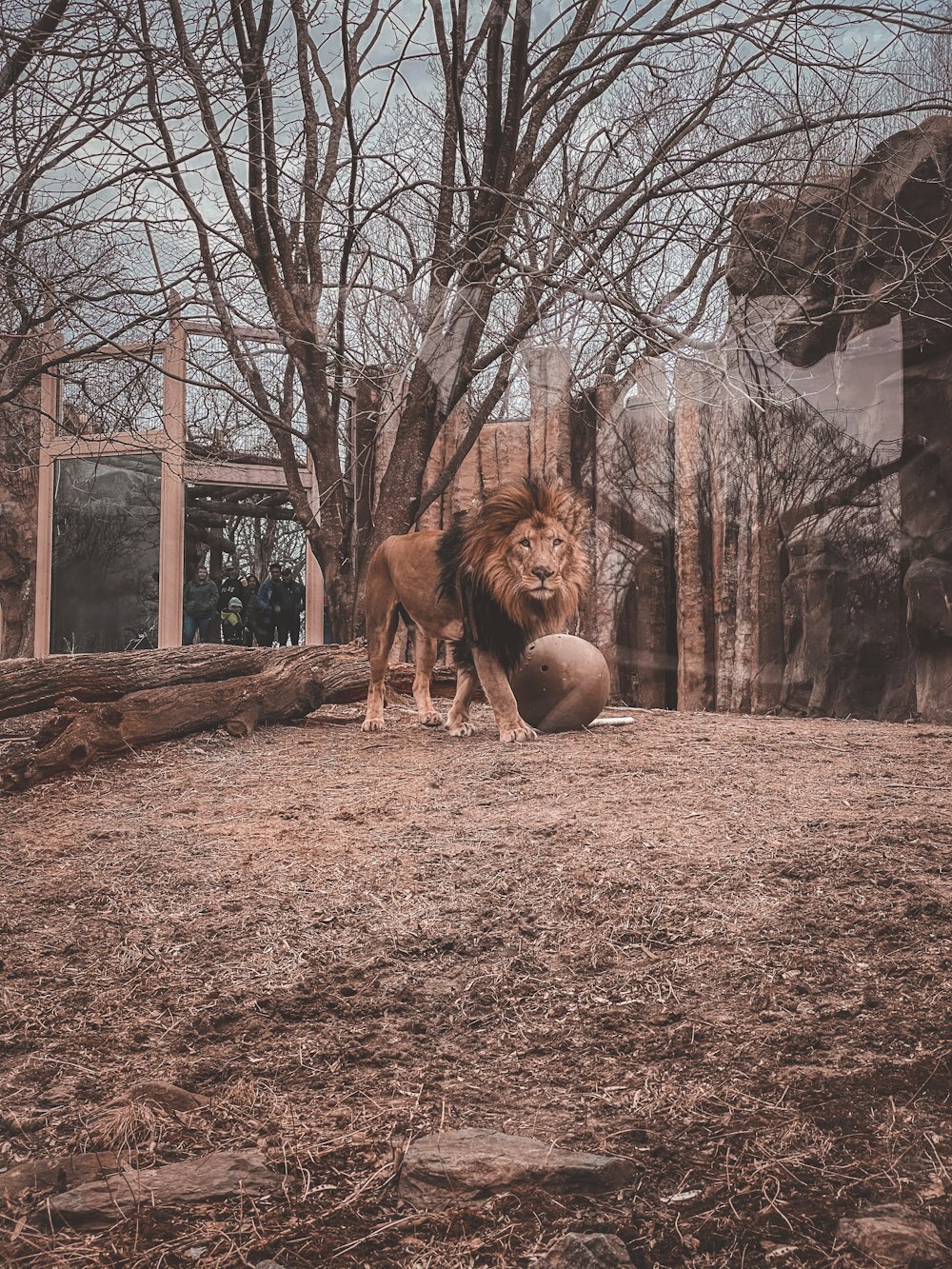 brown lion on brown grass field