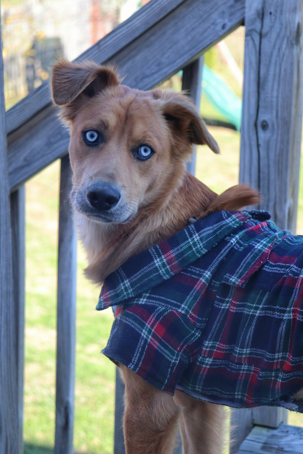 brown short coated dog wearing blue white and red plaid shirt