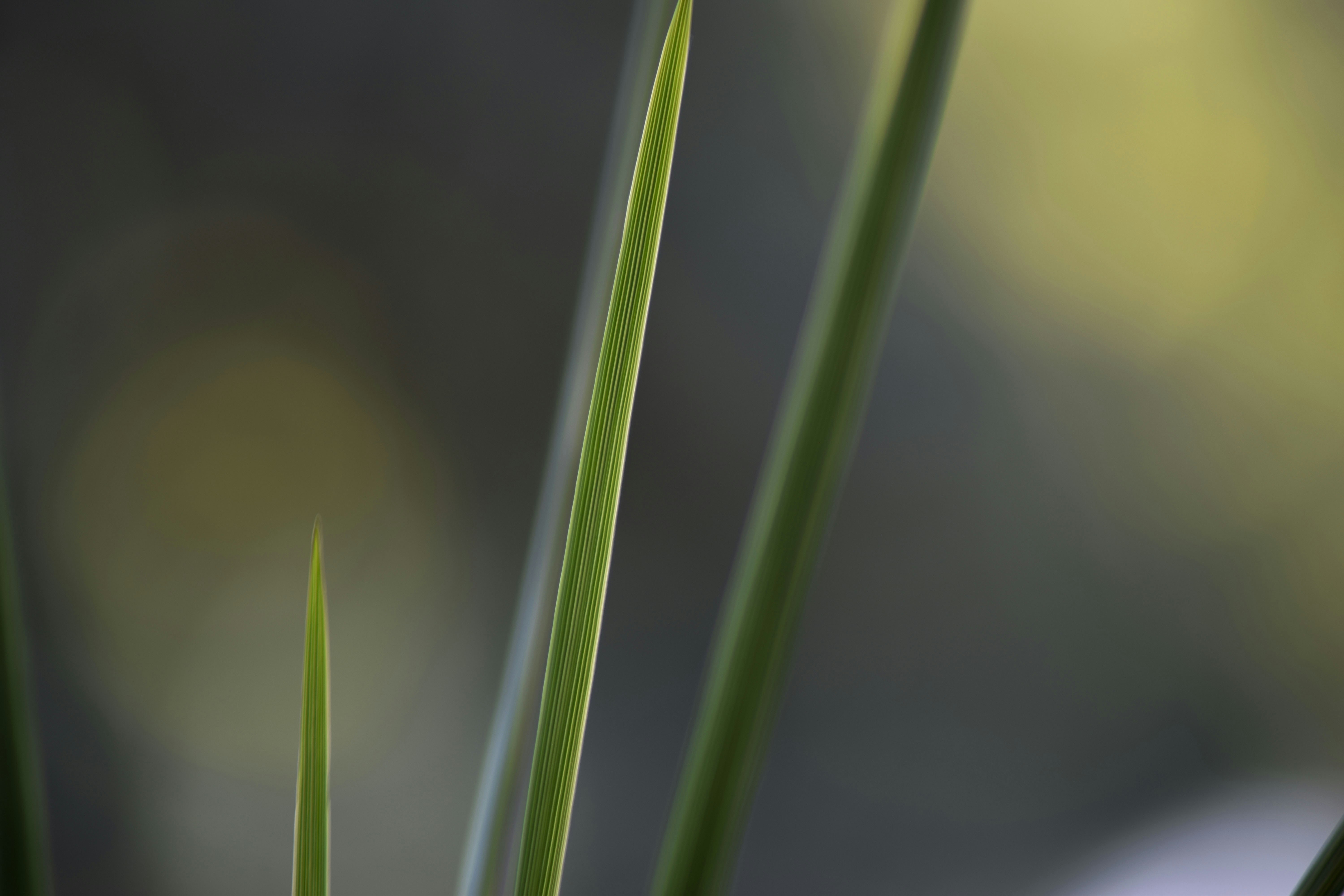 Photo by angelocuray