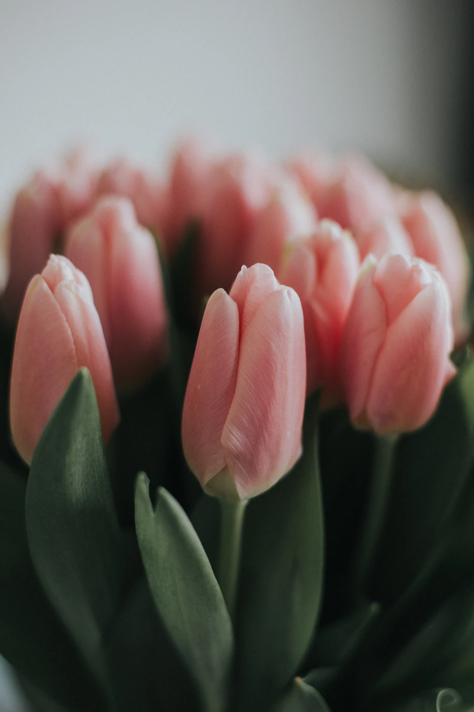 Pink tulips arranged in a circular pattern with open petals facing the viewer