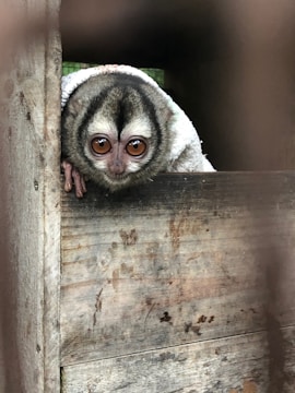 A small monkey peeks out from a wooden enclosure, with large expressive eyes and a white face framed by dark fur. The wood has a weathered appearance, suggesting an outdoor or natural setting.