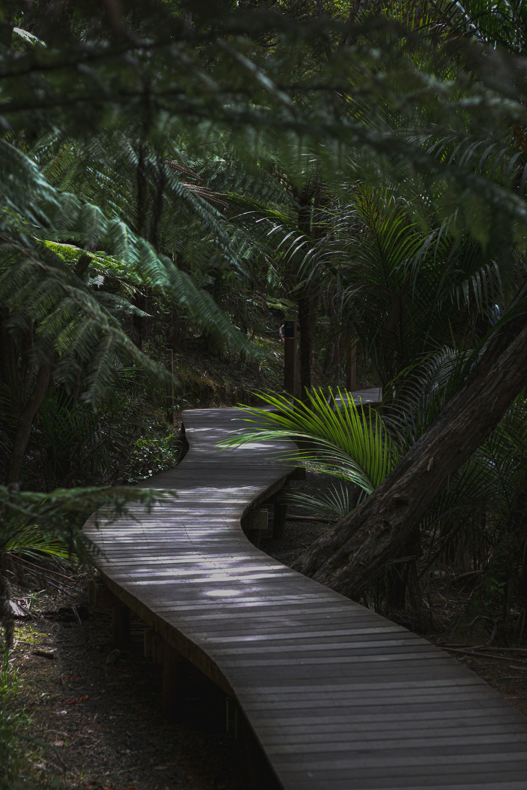 Forest photo spot Kitekite Falls Mangawhai