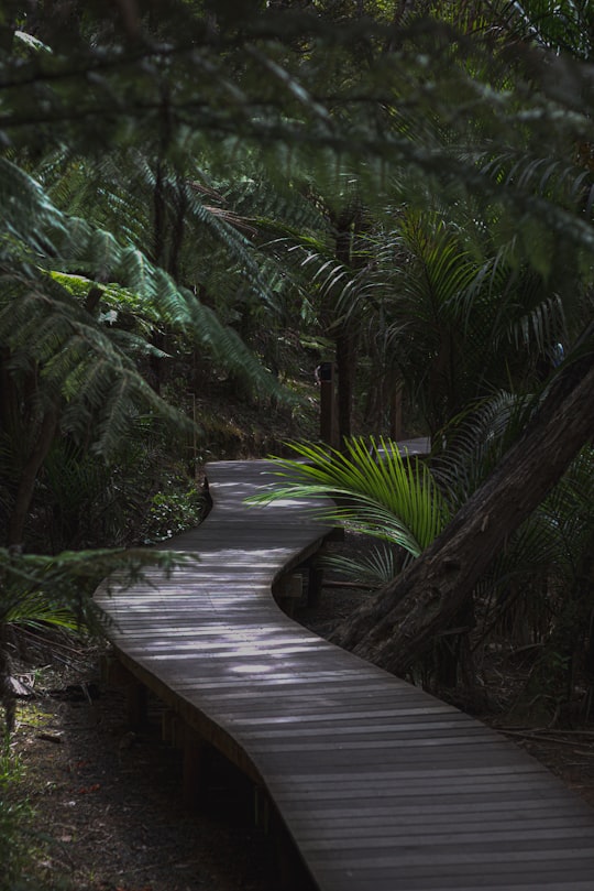 brown wooden bridge in the middle of green trees in Kitekite Falls New Zealand