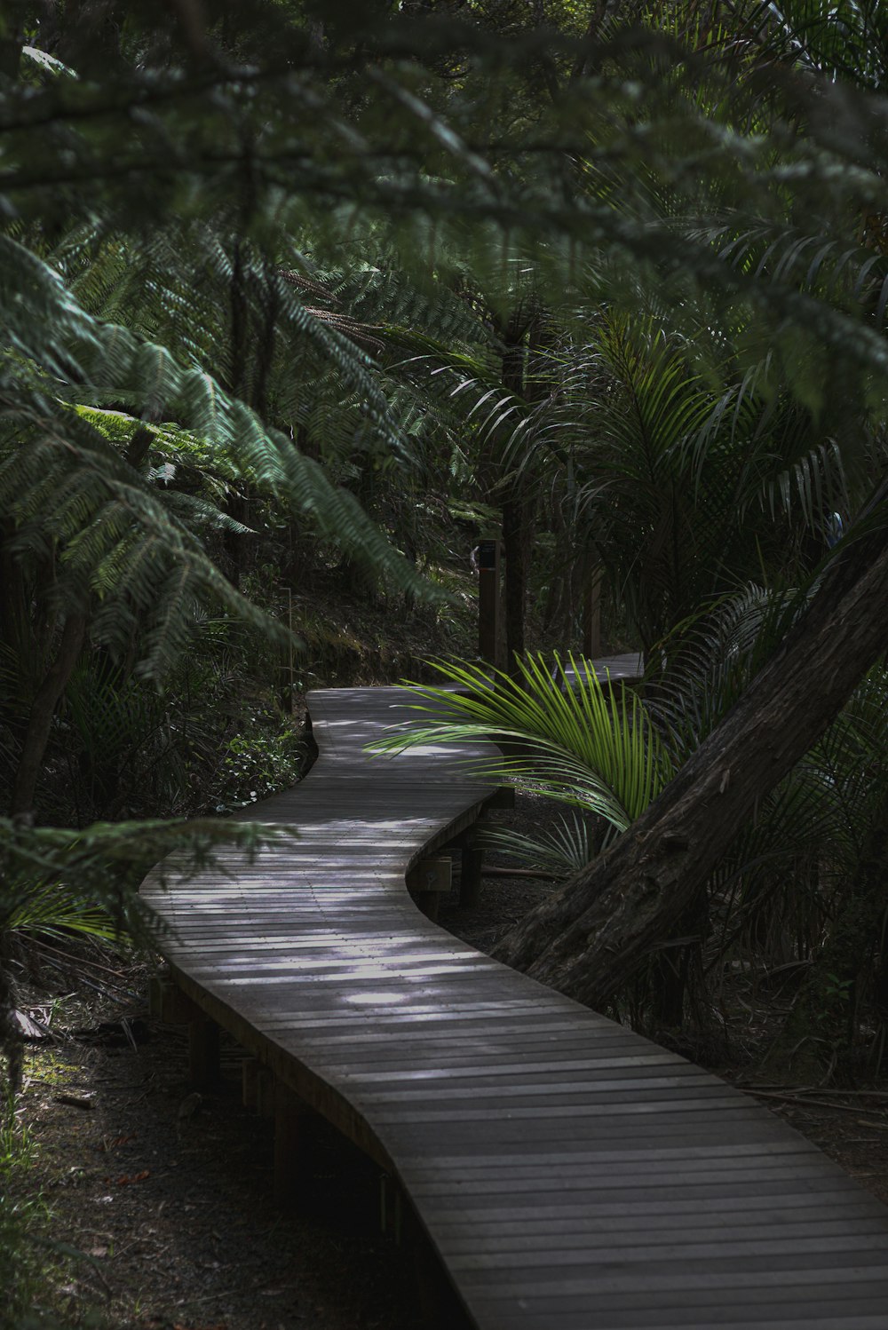 brown wooden bridge in the middle of green trees